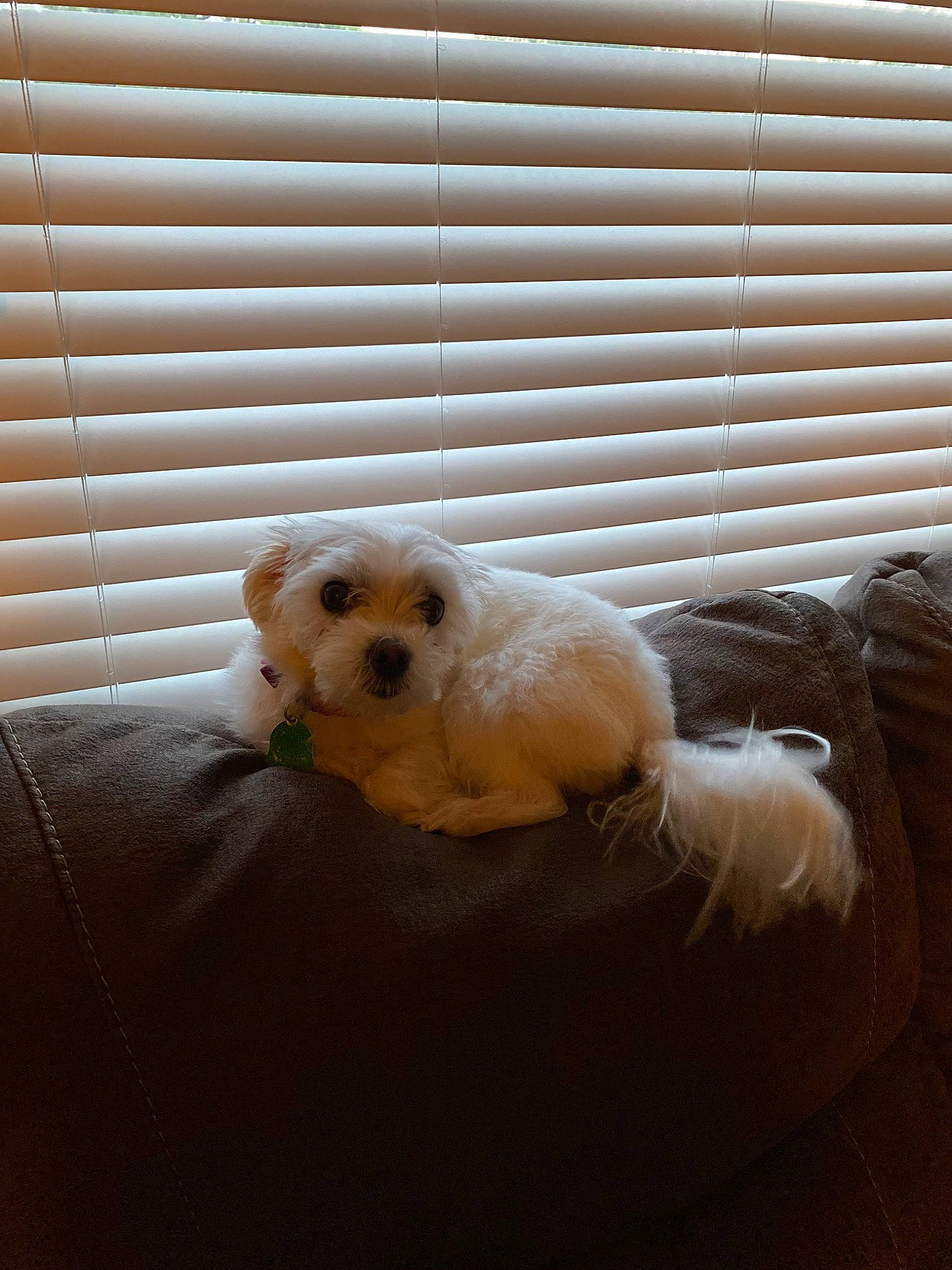 Lexi is registered to the contest to win money with this photo: canidae, carnivore, comfort, companion_dog, dog, dog_breed, dog_supply, fawn, flooring, fur, paw, pet_supply, terrestrial_animal, toy, toy_dog, vertebrate, whiskers, window_blind, wood, working_animal