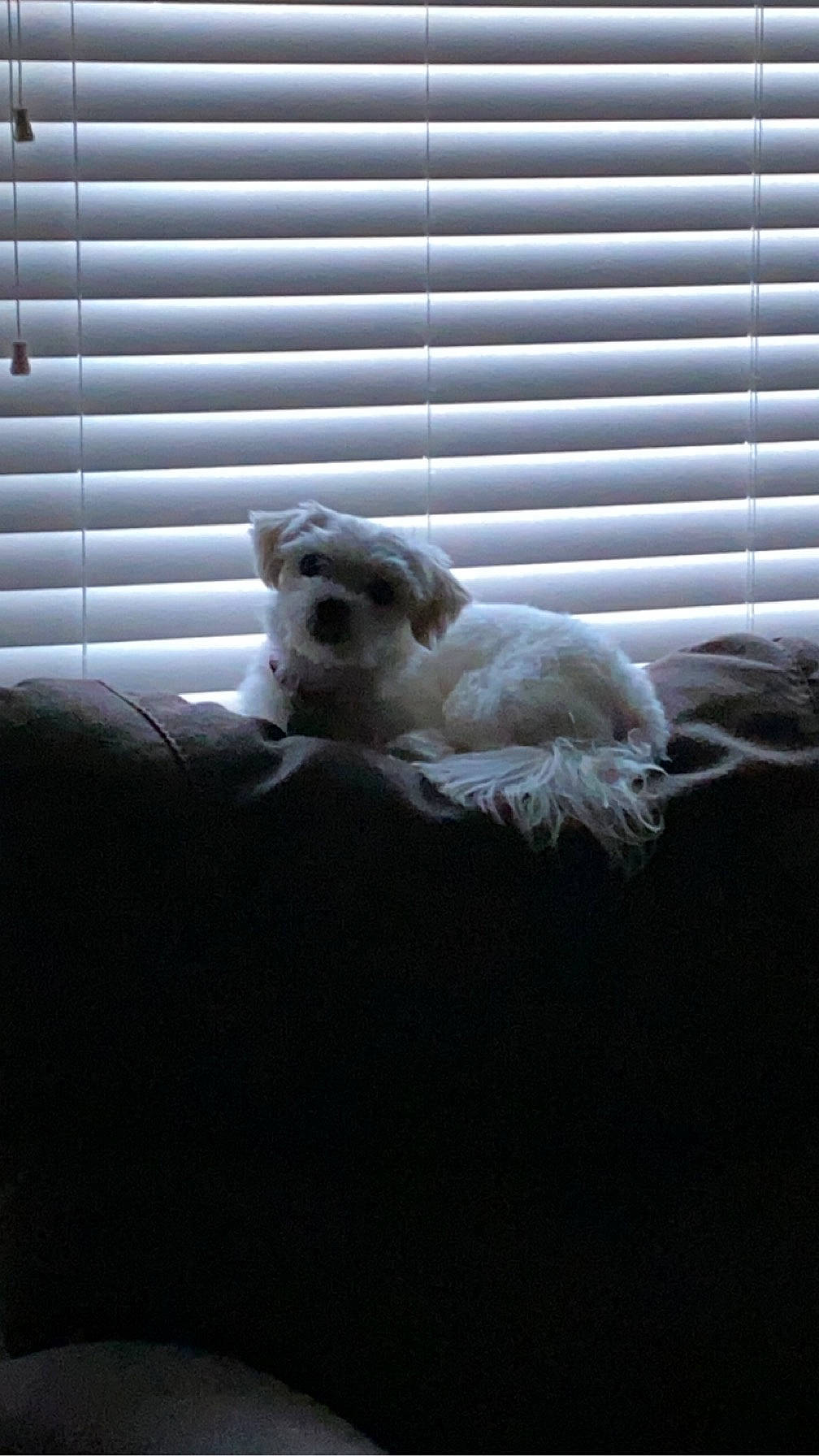 Lexi joined the competition — help win amazing prizes! canidae, carnivore, comfort, companion_dog, dog, dog_breed, door, felidae, fur, grey, small_to_medium_sized_cats, snout, sporting_group, tail, tints_and_shades, toy, toy_dog, whiskers, window, wood