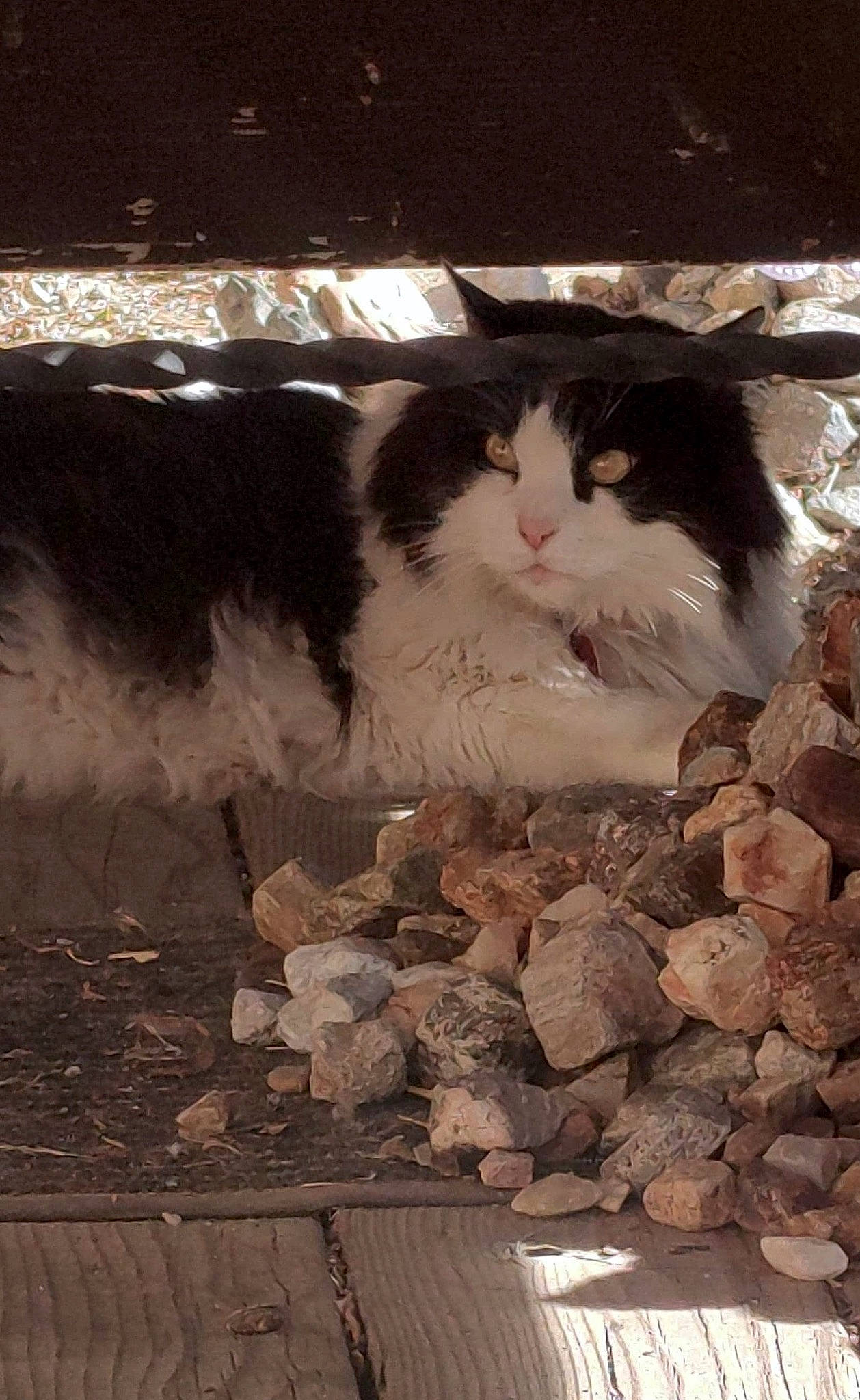 Paisley Ann is registered to the contest to win money with this photo: carnivore, cat, comfort, darkness, domestic_short_haired_cat, felidae, flooring, fur, hardwood, monochrome_photography, small_to_medium_sized_cats, snout, tail, terrestrial_animal, tints_and_shades, tree, whiskers, wood