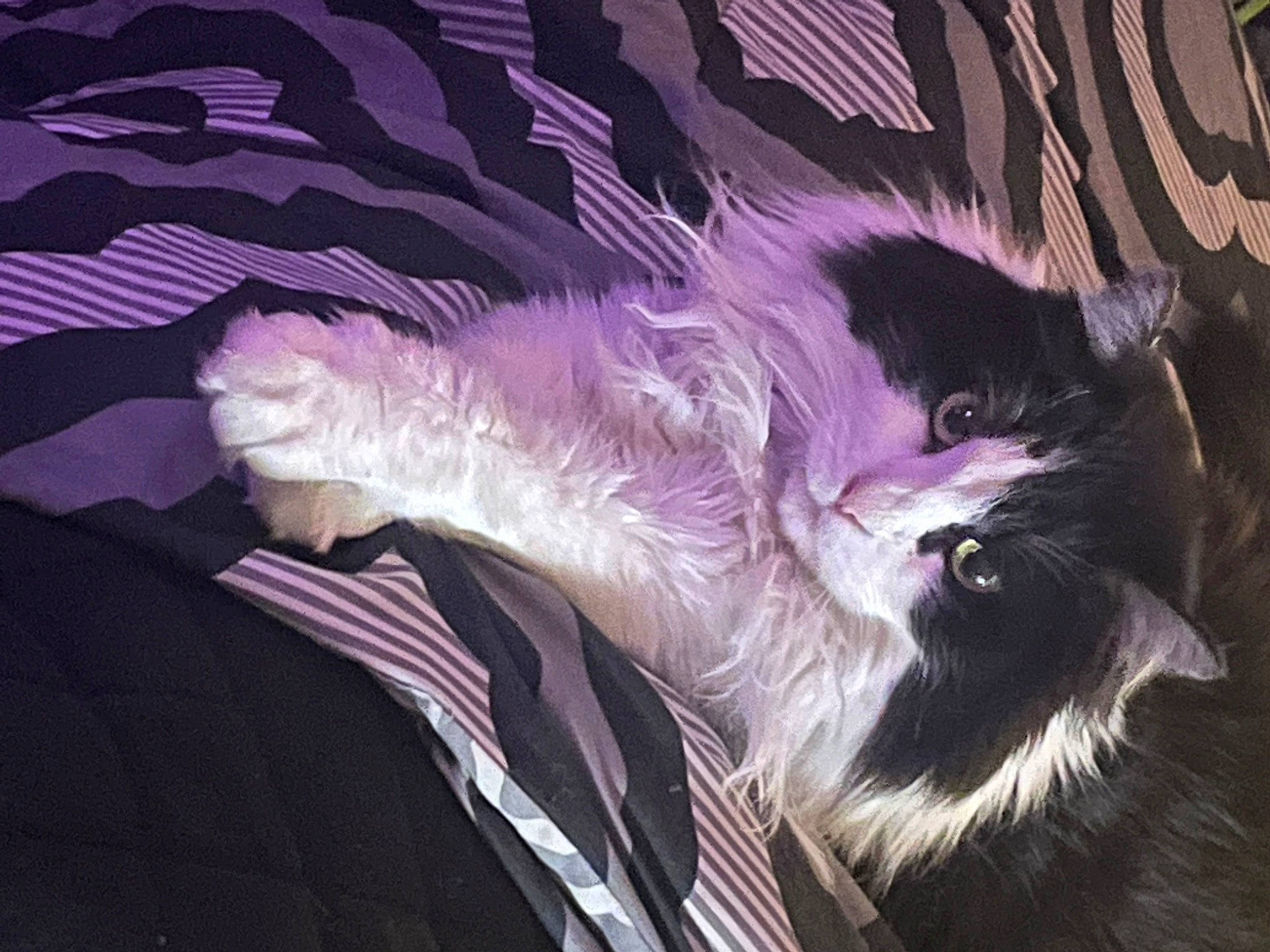 Paisley Ann is registered to the contest to win money with this photo: art, canidae, carnivore, cat, companion_dog, darkness, dog_breed, eye, fashion_accessory, feather, felidae, fur, glove, magenta, purple, small_to_medium_sized_cats, snout, tail, whiskers, wing