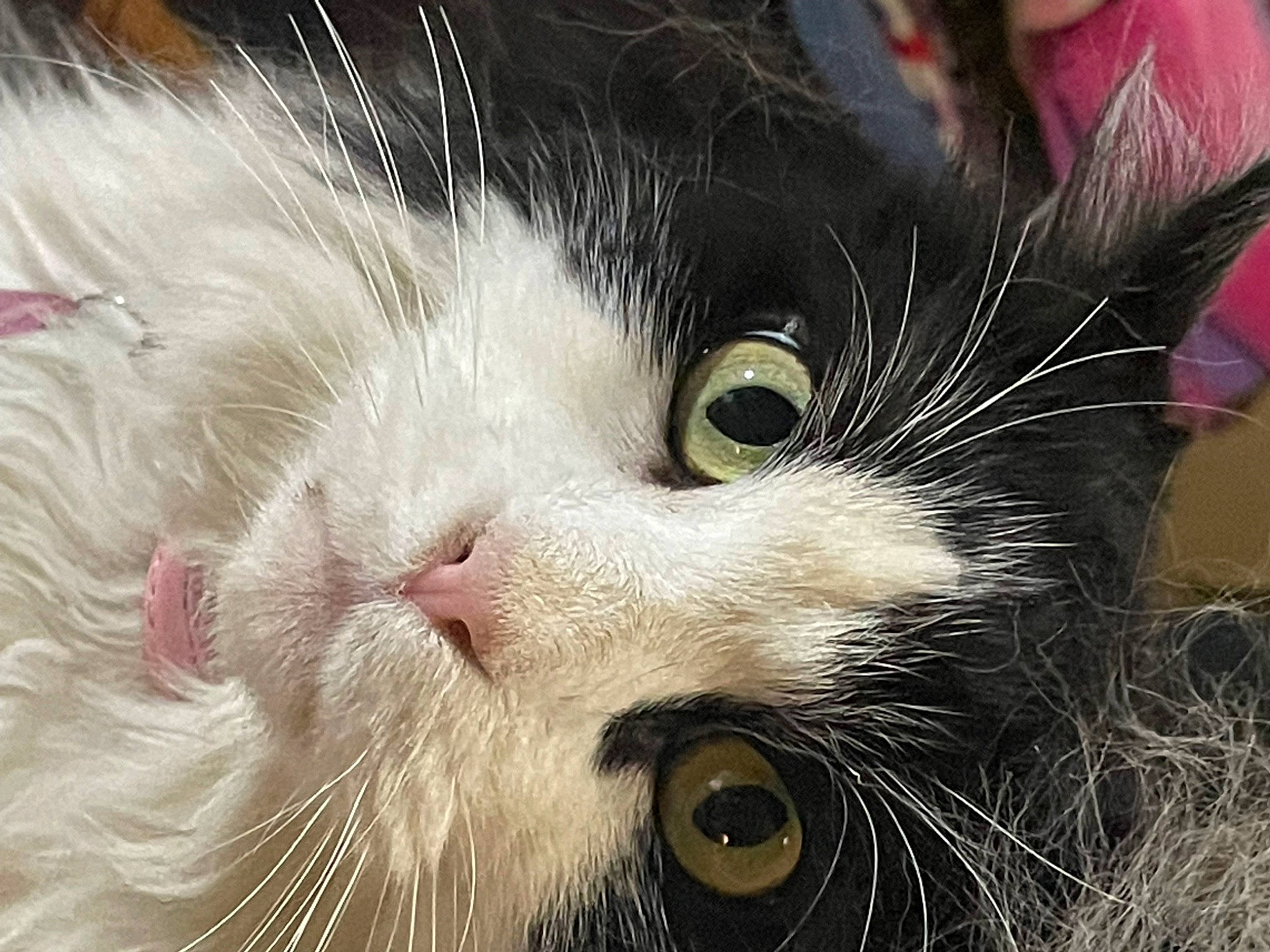 Paisley Ann joined the competition — help win amazing prizes! carnivore, cat, domestic_short_haired_cat, ear, felidae, fur, paw, small_to_medium_sized_cats, snout, terrestrial_animal, whiskers
