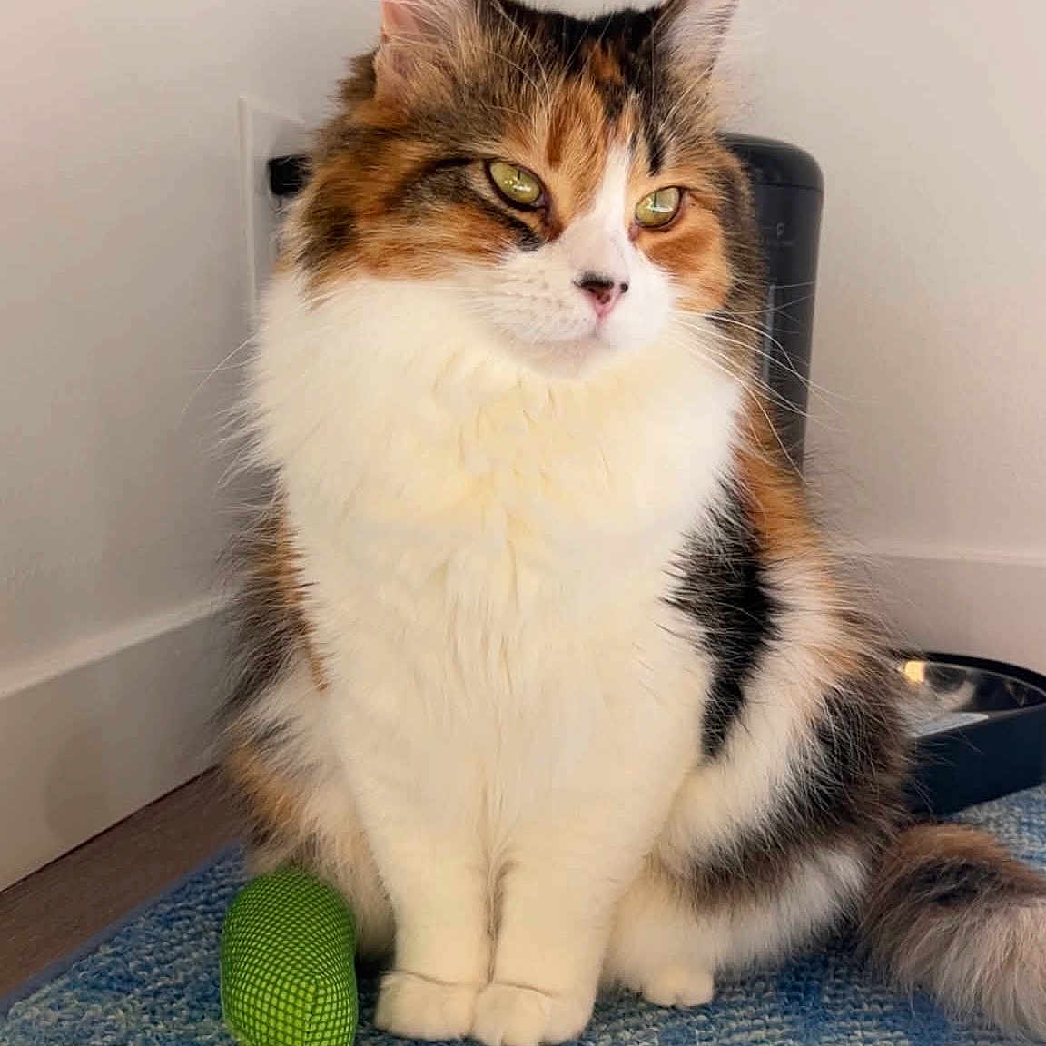 Wolf joined the competition — help win amazing prizes! cat, calico_cat, pet, feline, fluffy, indoor, toy, green_toy, blue_rug, floor, wall, food_bowl, fur, whiskers, ears, tail, animal, sitting, calm, curious