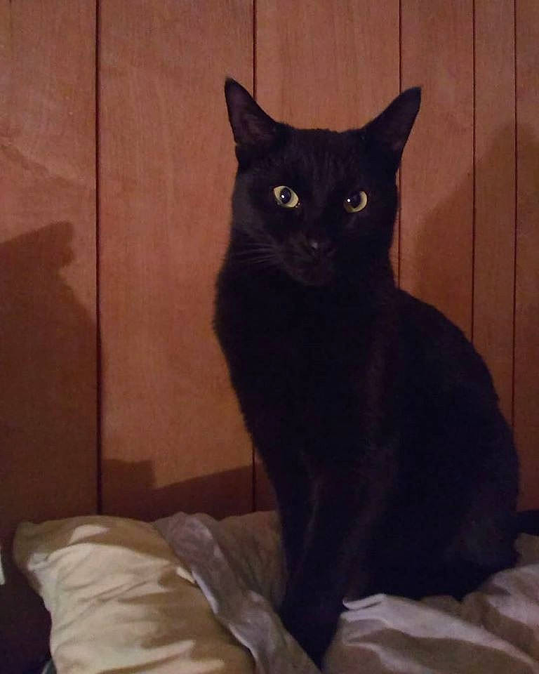 Daisy Bell joined the competition — help win amazing prizes! asian, black, black_cat, bombay, carnivore, cat, domestic_short_haired_cat, ear, eye, felidae, fur, mammal, small_to_medium_sized_cats, tail, whiskers