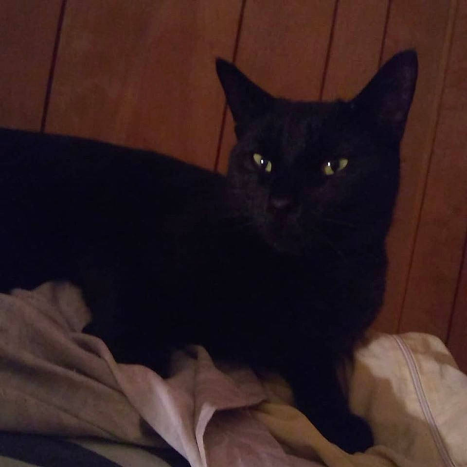 Daisy Bell is registered to the contest to win money with this photo: asian, black, black_cat, bombay, burmese, carnivore, cat, domestic_short_haired_cat, ear, eye, felidae, korat, mammal, small_to_medium_sized_cats, tail, whiskers