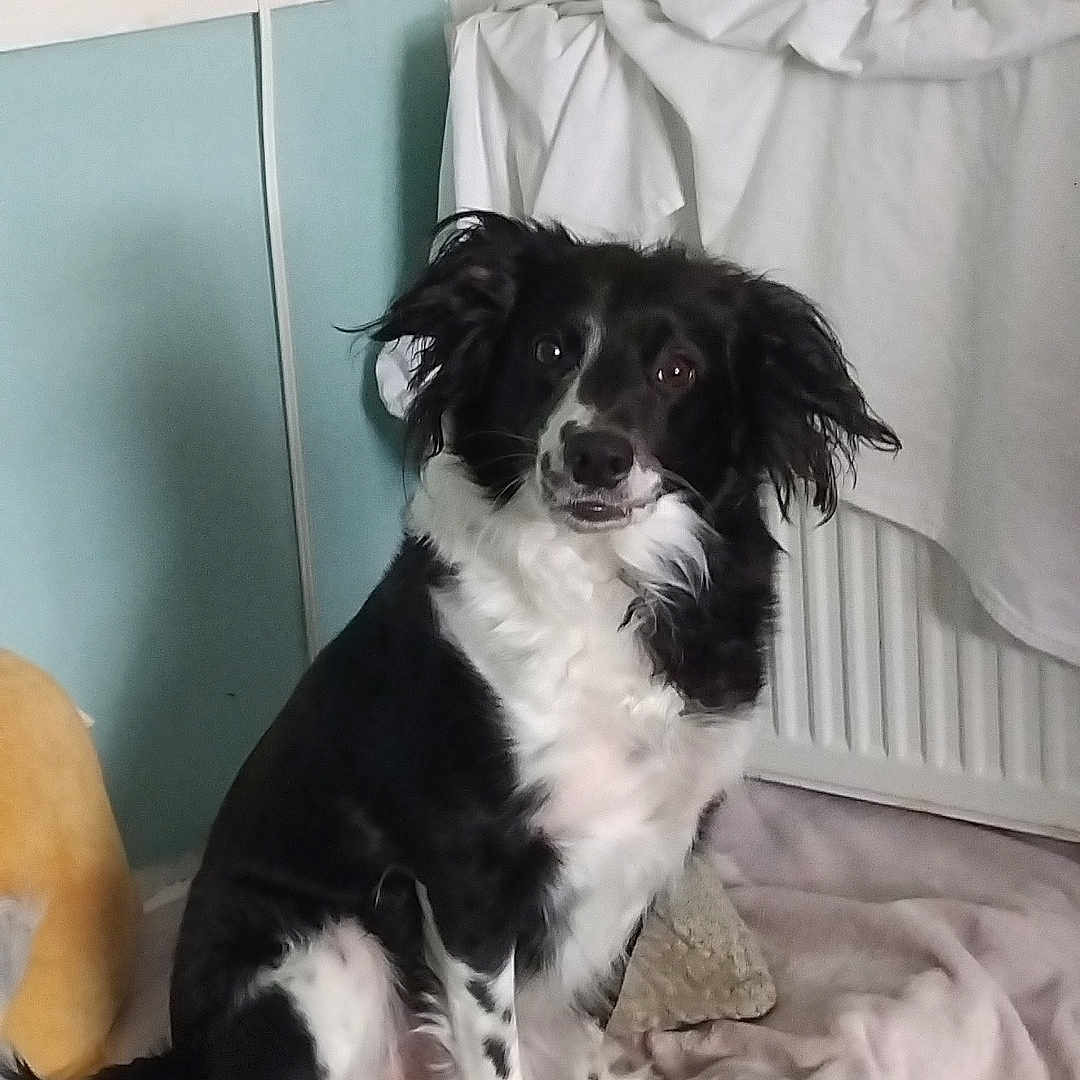 Roxy joined the competition — help win amazing prizes! animal, black_and_white, blanket, carpet, chew_toy, cozy, curious, dog, domestic, ears, face, fur, indoor, paw, pet, radiator, rope_toy, sitting, toy, wall