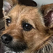 Max joined the competition — help win amazing prizes! dog, close_up, face, fur, ears, pet, animal, brown, black, white, cute, attention, portrait, whiskers, canine, indoor, looking, fluffy, muzzle, alert