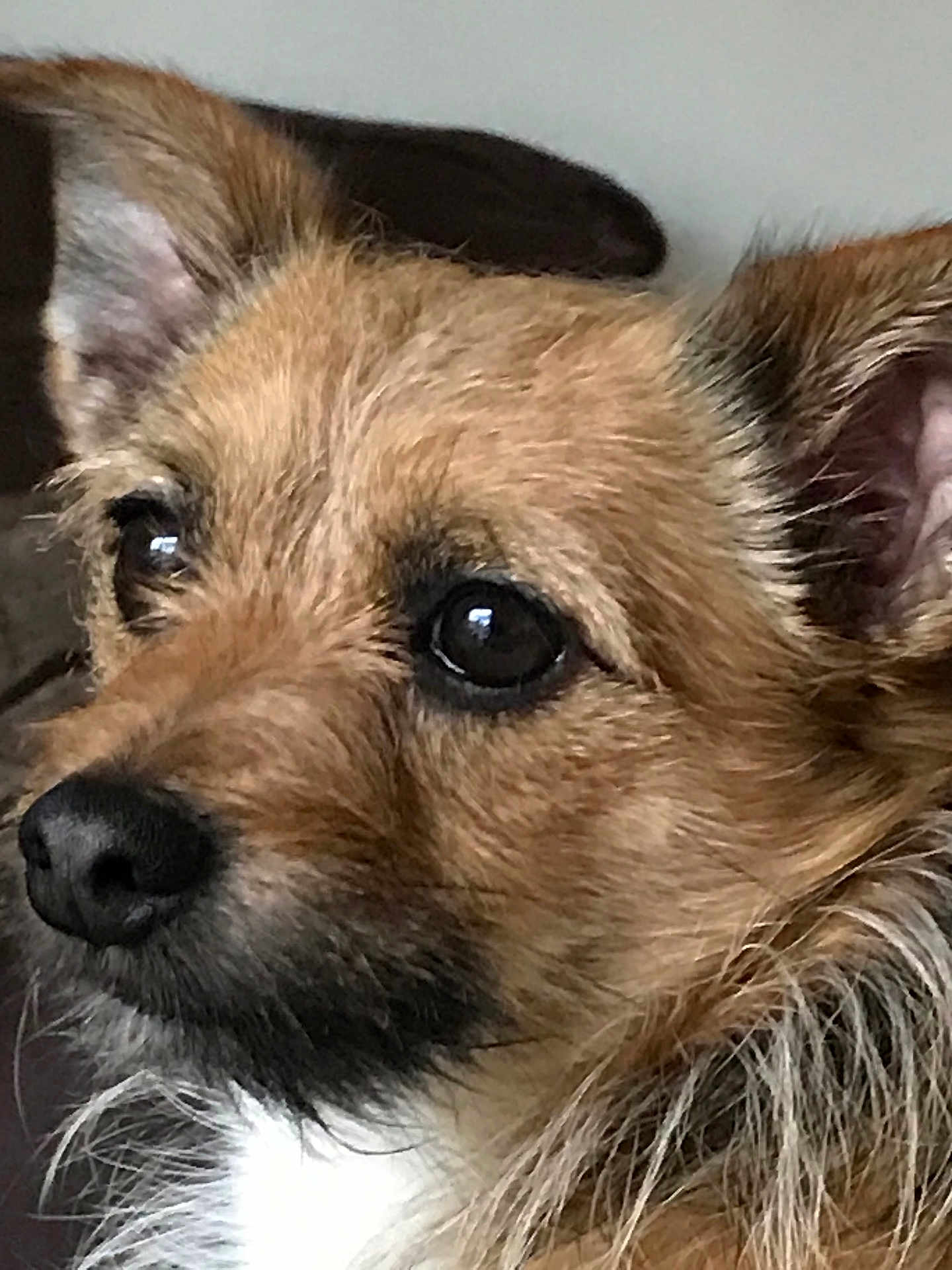 Max joined the competition — help win amazing prizes! dog, close_up, face, fur, ears, pet, animal, brown, black, white, cute, attention, portrait, whiskers, canine, indoor, looking, fluffy, muzzle, alert