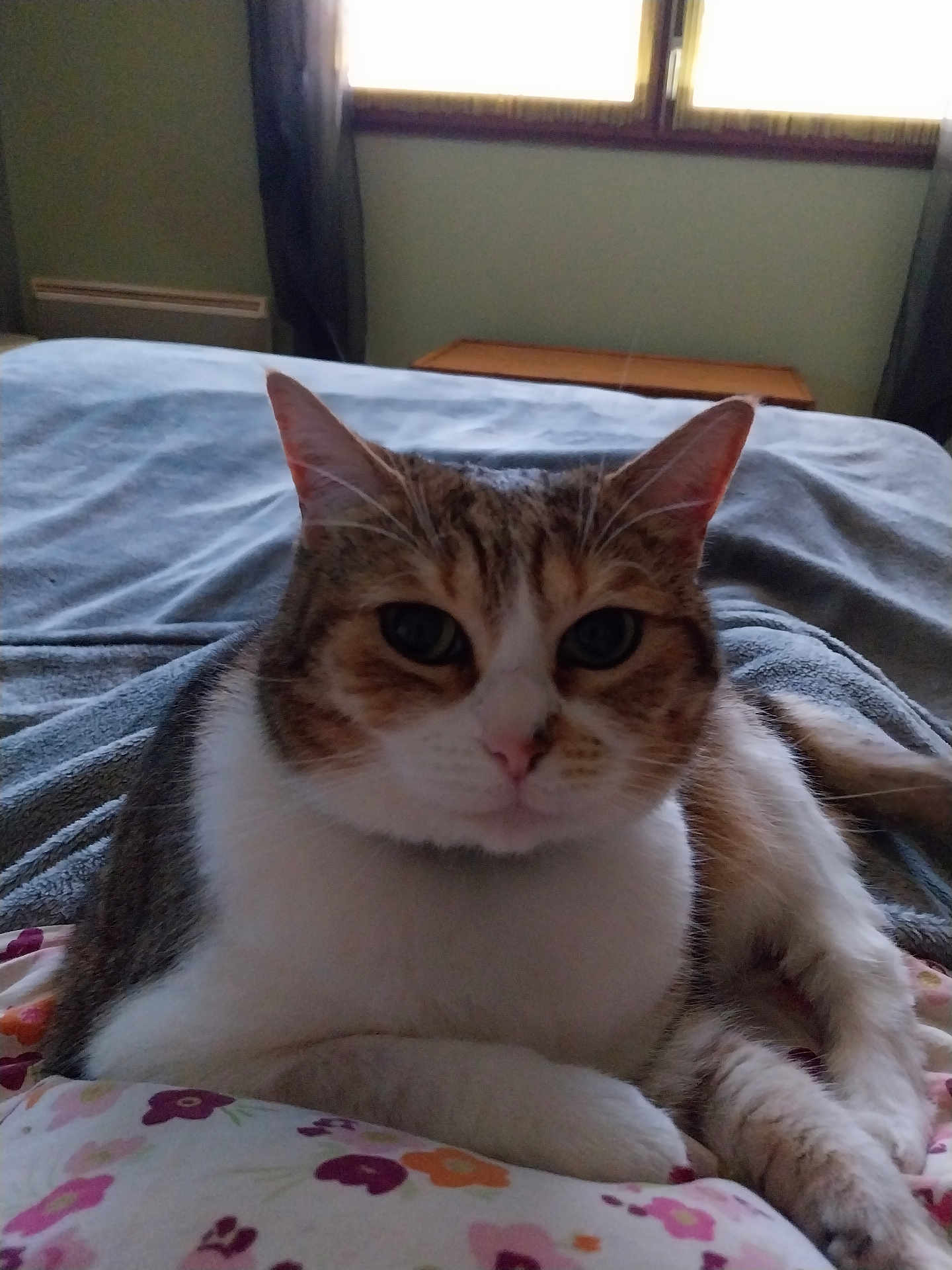 Galatea participe au concours pour gagner de l'argent avec cette photo : cat, animal, pet, bedroom, blanket, floral_pattern, window, curtains, paws, fur, whiskers, relaxed, indoor, cozy, cute, mammal, resting, domestic, sleepy, soft_light