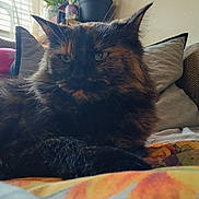 Sassy is registered to the contest to win money with this photo: cat, tortoiseshell, fluffy, pet, indoor, cushion, blanket, window, natural_light, cozy, furniture, relaxed, animal, fur, whiskers, ears, home, resting, closeup, soft