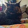 cat, tortoiseshell, fluffy, pet, indoor, cushion, blanket, window, natural_light, cozy, furniture, relaxed, animal, fur, whiskers, ears, home, resting, closeup, soft