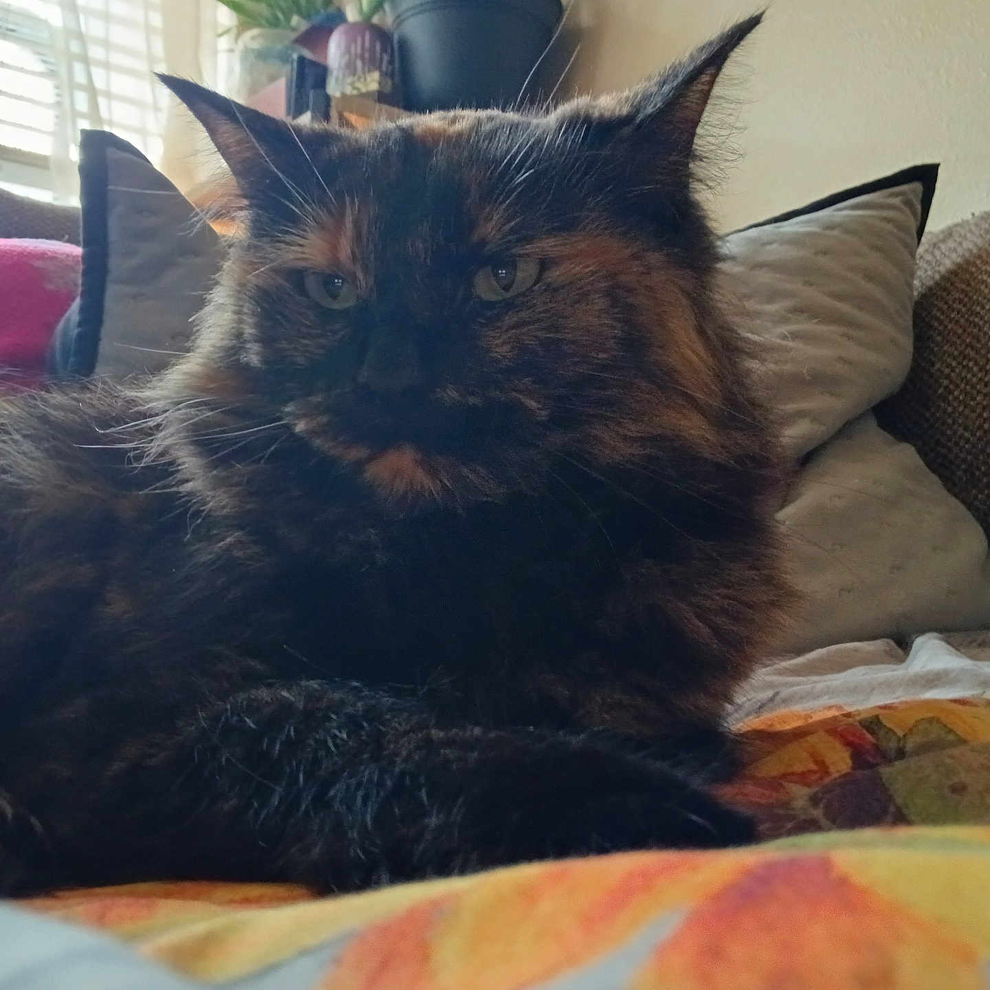 Sassy is registered to the contest to win money with this photo: animal, blanket, cat, closeup, cozy, cushion, ears, fluffy, fur, furniture, home, indoor, natural_light, pet, relaxed, resting, soft, tortoiseshell, whiskers, window