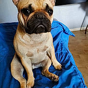 Capuche participe au concours pour gagner de l'argent avec cette photo : animal, blanket, blue, canine, cute, dog, ears, face, floor, french_bulldog, fur, furniture, indoor, light, nose, paws, pet, portrait, shadow, sitting