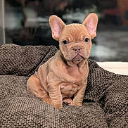 Billie participe au concours pour gagner de l'argent avec cette photo : adorable, animal, bed, brown, canine, cozy, cute, dog, ears, french_bulldog, fur, furniture, indoor, looking, pet, puppy, sitting, small, texture, young