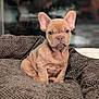 adorable, animal, bed, brown, canine, cozy, cute, dog, ears, french_bulldog, fur, furniture, indoor, looking, pet, puppy, sitting, small, texture, young