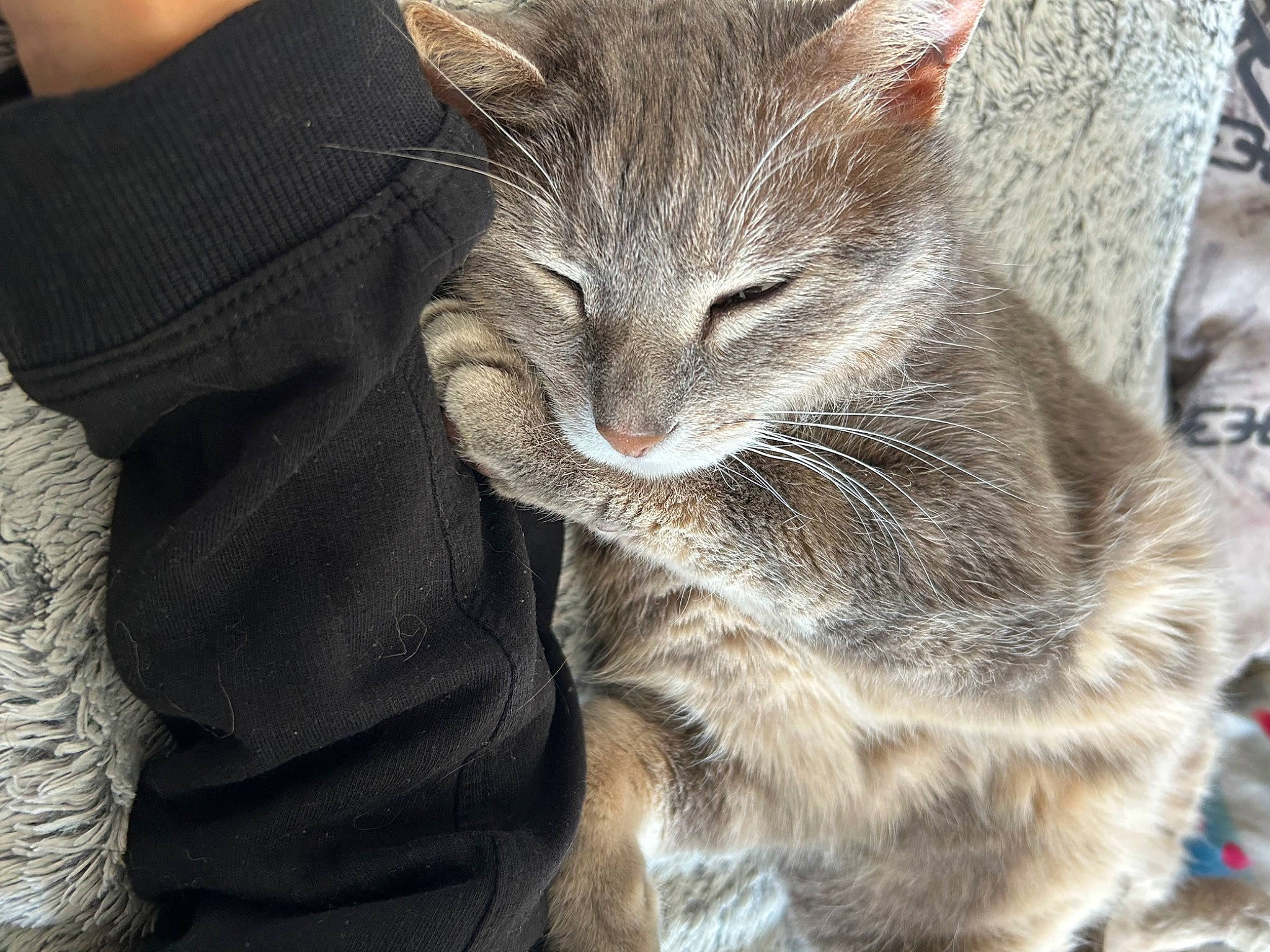 Izzie a rejoint le concours — aidez-le/la à gagner de superbes lots ! carnivore, cat, claw, comfort, domestic_short_haired_cat, felidae, fur, grey, paw, sleeve, small_to_medium_sized_cats, snout, tail, terrestrial_animal, whiskers, wildlife