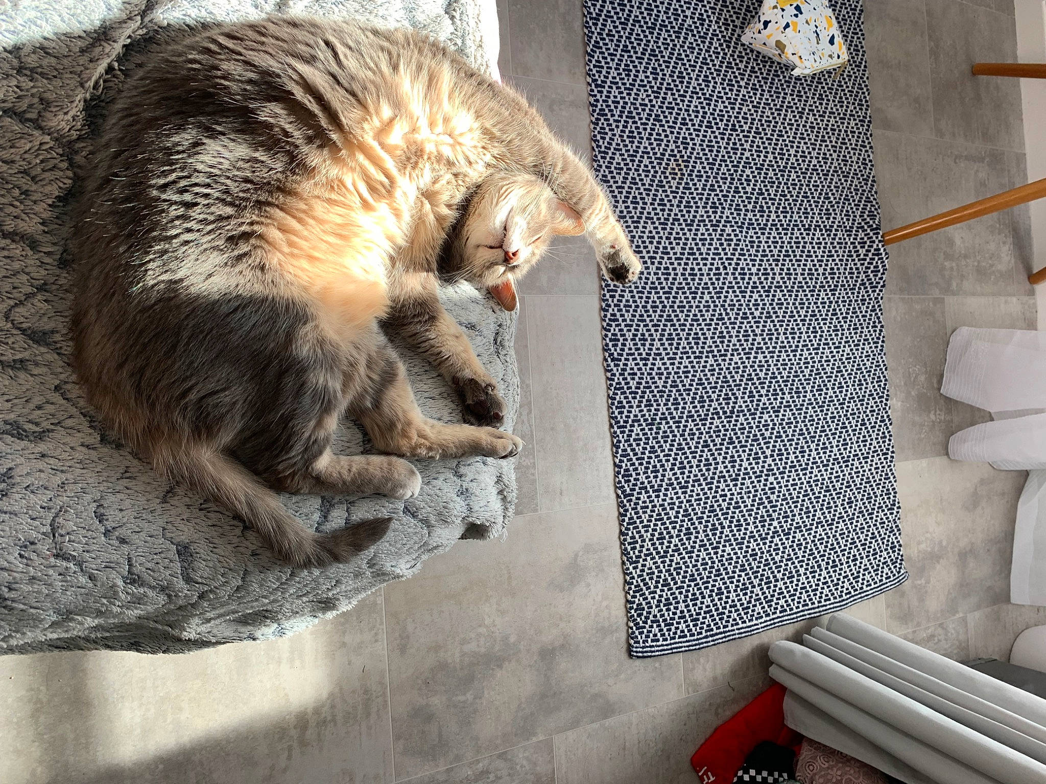 Izzie participe au concours pour gagner de l'argent avec cette photo : carnivore, cat, claw, comfort, domestic_short_haired_cat, fawn, felidae, flooring, fur, linens, paw, small_to_medium_sized_cats, snout, tail, terrestrial_animal, textile, thread, whiskers, wood, wool
