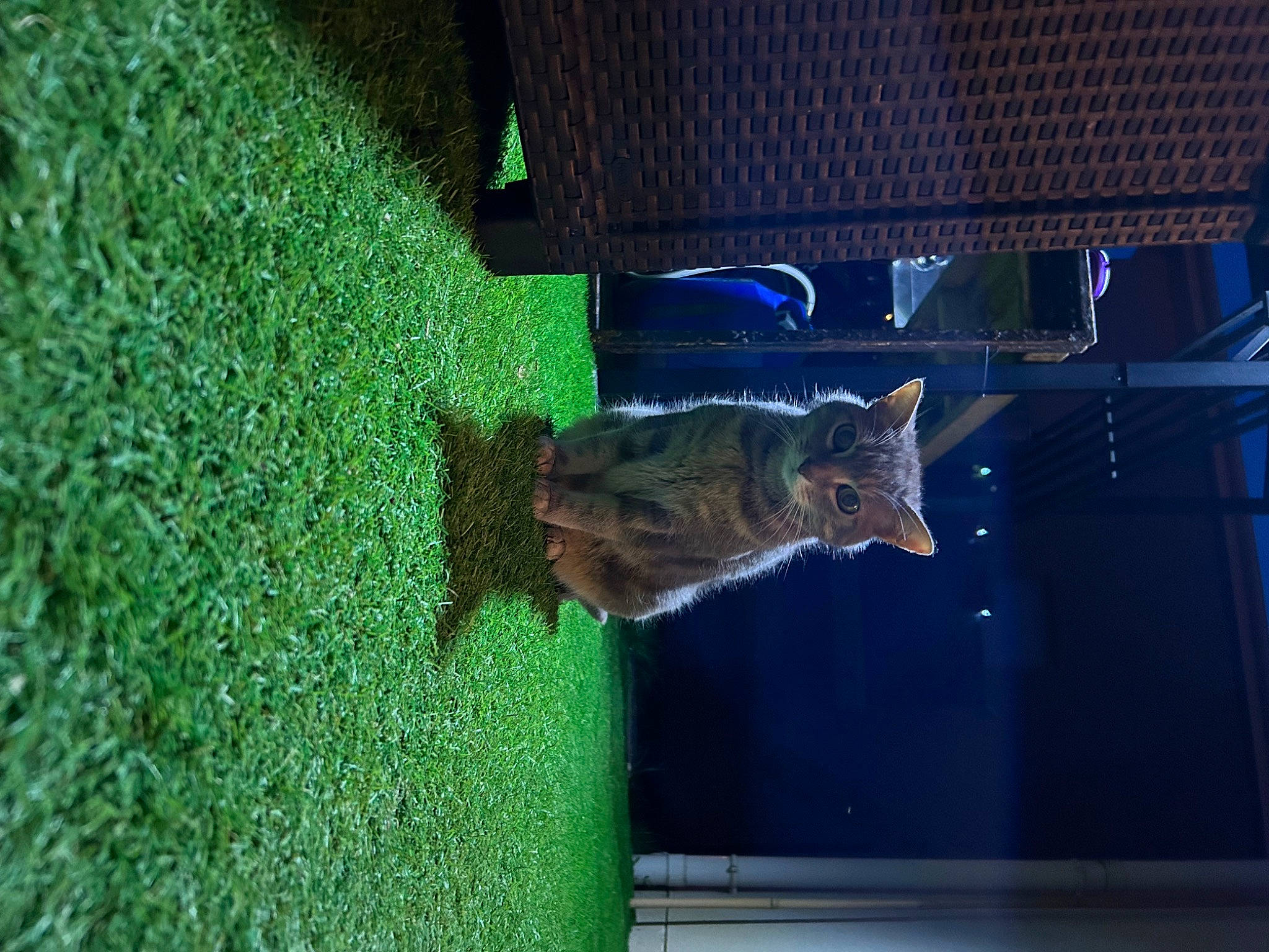 Izzie a rejoint le concours — aidez-le/la à gagner de superbes lots ! bat, carnivore, cat, domestic_short_haired_cat, electric_blue, felidae, grass, groundcover, organism, pet_supply, plant, shadow, small_to_medium_sized_cats, snout, tail, whiskers, wildlife, window, wood