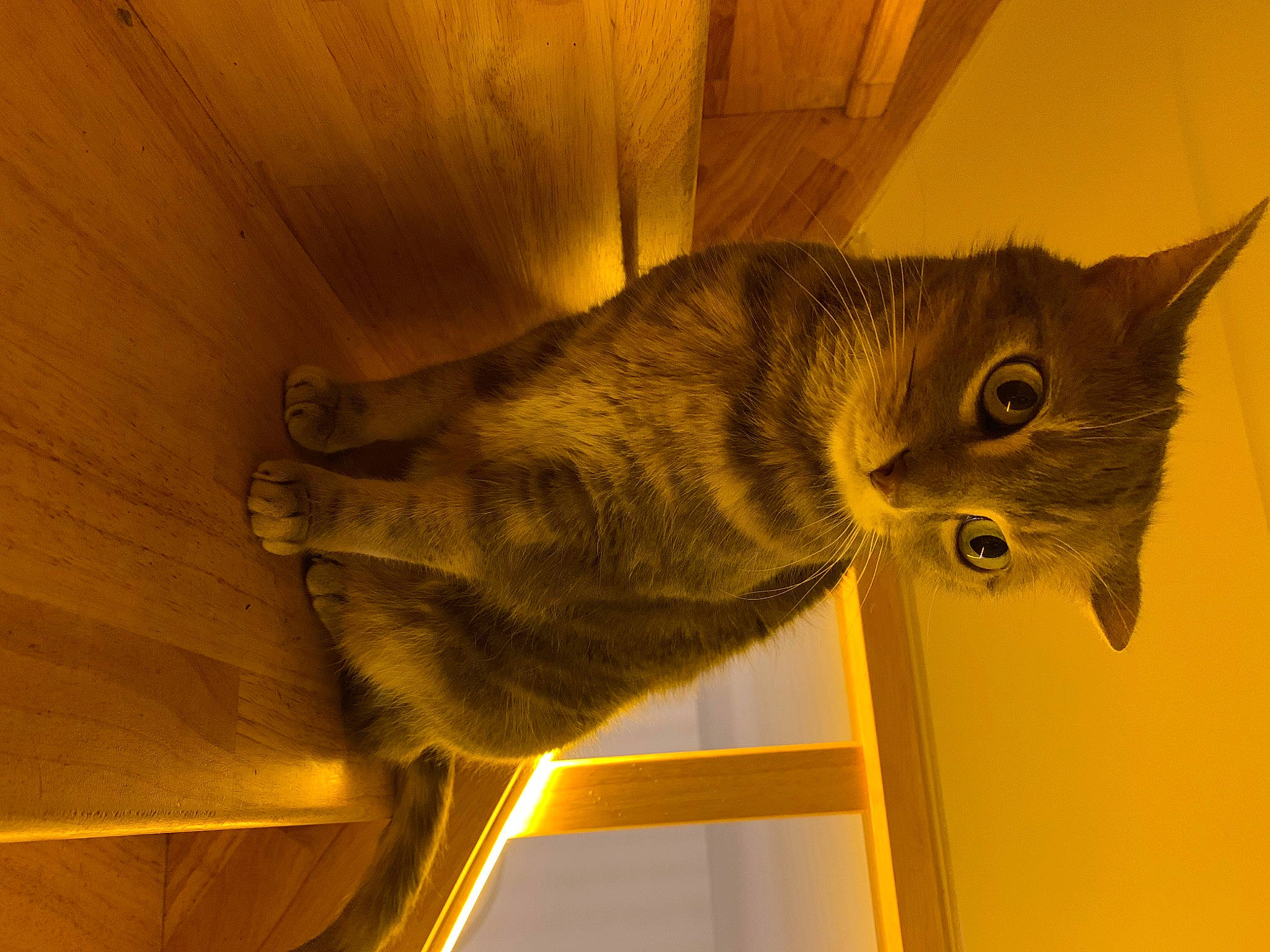Izzie a rejoint le concours — aidez-le/la à gagner de superbes lots ! carnivore, cat, domestic_short_haired_cat, fawn, felidae, fur, shadow, small_to_medium_sized_cats, snout, tail, terrestrial_animal, tints_and_shades, whiskers, window, wood, yellow