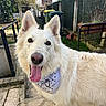 dog, white_dog, bandana, pet, outdoor, backyard, stone_pathway, fence, trash_bins, happy, tongue_out, ears, animal, canine, sunlight, garden, house, smiling, fur, daytime