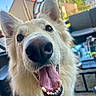 dog, white, close_up, tongue_out, happy, outdoor, patio, furniture, blurred_background, nose, ears, eyes, canine, pet, smiling, wide_angle, tongue, fur, bandana, daylight