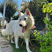 Tamara a rejoint le concours — aidez-le/la à gagner de superbes lots ! dog, white_dog, outdoor, garden, greenery, sunlight, blue_sky, plants, fence, happy, tongue_out, pet, canine, nature, pathway, daylight, ears_up, fluffy, animal, playful