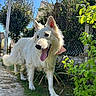 dog, white_dog, outdoor, garden, greenery, sunlight, blue_sky, plants, fence, happy, tongue_out, pet, canine, nature, pathway, daylight, ears_up, fluffy, animal, playful
