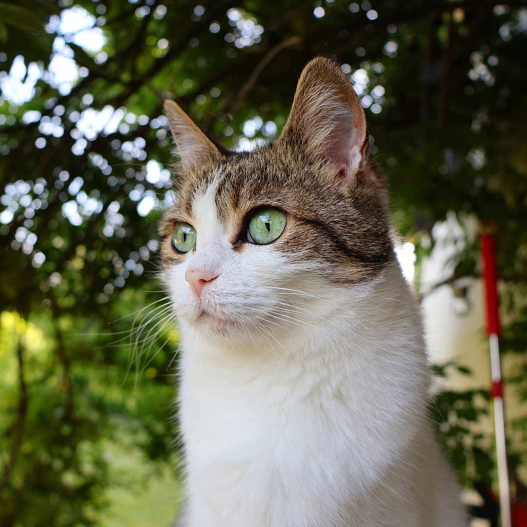 Yuna a rejoint le concours — aidez-le/la à gagner de superbes lots ! cat, green_eyes, close_up, animal, pet, outdoor, nature, leafy_background, whiskers, fur, portrait, domestic_cat, mammal, looking_away, daylight, calm, cute, feline, alert, background_blur