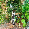 Yuna participe au concours pour gagner de l'argent avec cette photo : cat, ivy, brick_arch, green_leaves, garden, potted_plants, outdoor, pathway, foliage, curious_cat, nature, plant_pots, rustic, mosaic_path, pet, animal, back_view, daylight, shadows, quiet