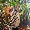 Yuna a rejoint le concours — aidez-le/la à gagner de superbes lots ! cat, houseplants, greenery, indoor, wooden_floor, sunlight, leaf, pet, curious, feline, nature, plant_pot, domestic, animal, eye, whiskers, fur, plant_stem, shadow, home
