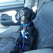 Diseal is registered to the contest to win money with this photo: animal, black_dog, blue_collar, blue_leash, car_interior, car_seat, cute, dog, indoor, leash, looking, pet, portrait, puppy, seatbelt, sitting, sunlight, vehicle, window, young_dog