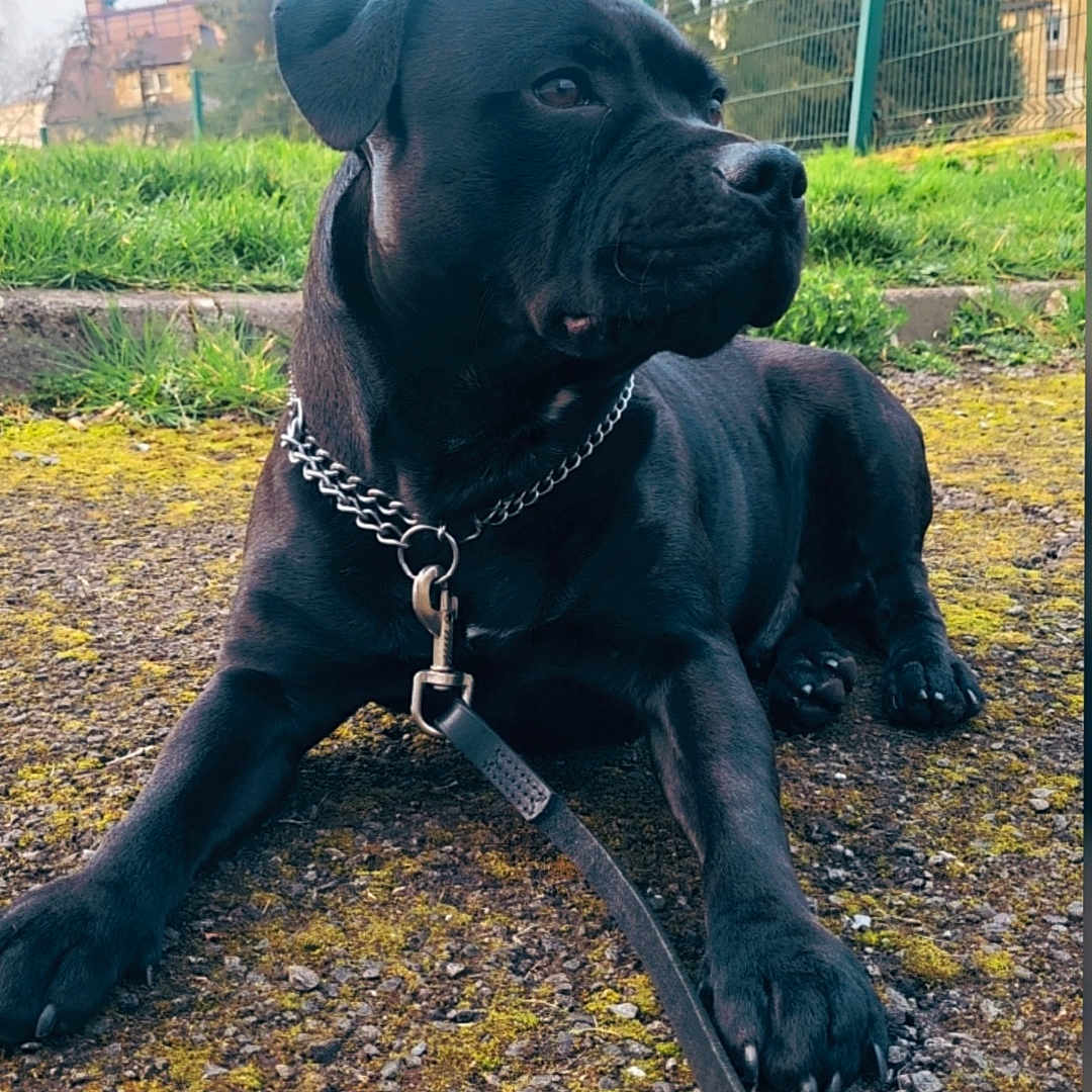 Uzi participe au concours pour gagner de l'argent avec cette photo : accessories, animal, architecture, boxer, building, bulldog, canine, dog, grass, labradorretriever, nature, outdoors, pet, pitbull, plant, puppy, shelter, strap, tree, vegetation