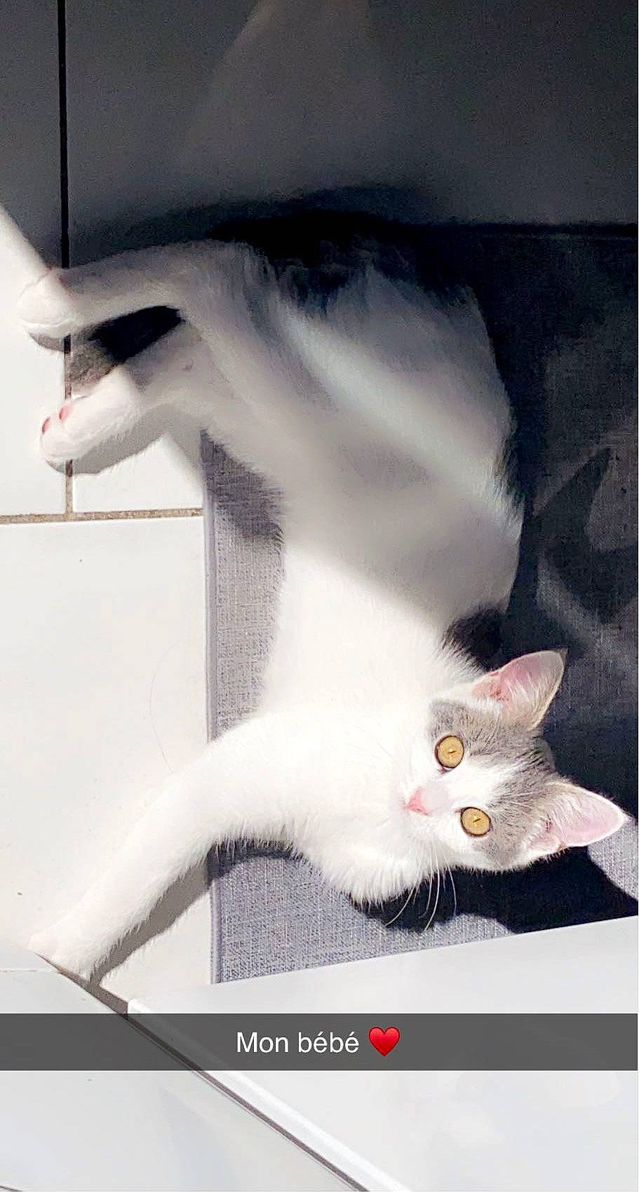 Bouby a rejoint le concours — aidez-le/la à gagner de superbes lots ! art, carnivore, cat, claw, domestic_short_haired_cat, felidae, fin, font, fur, gesture, organism, paw, photo_caption, rectangle, small_to_medium_sized_cats, still_life_photography, tail, whiskers