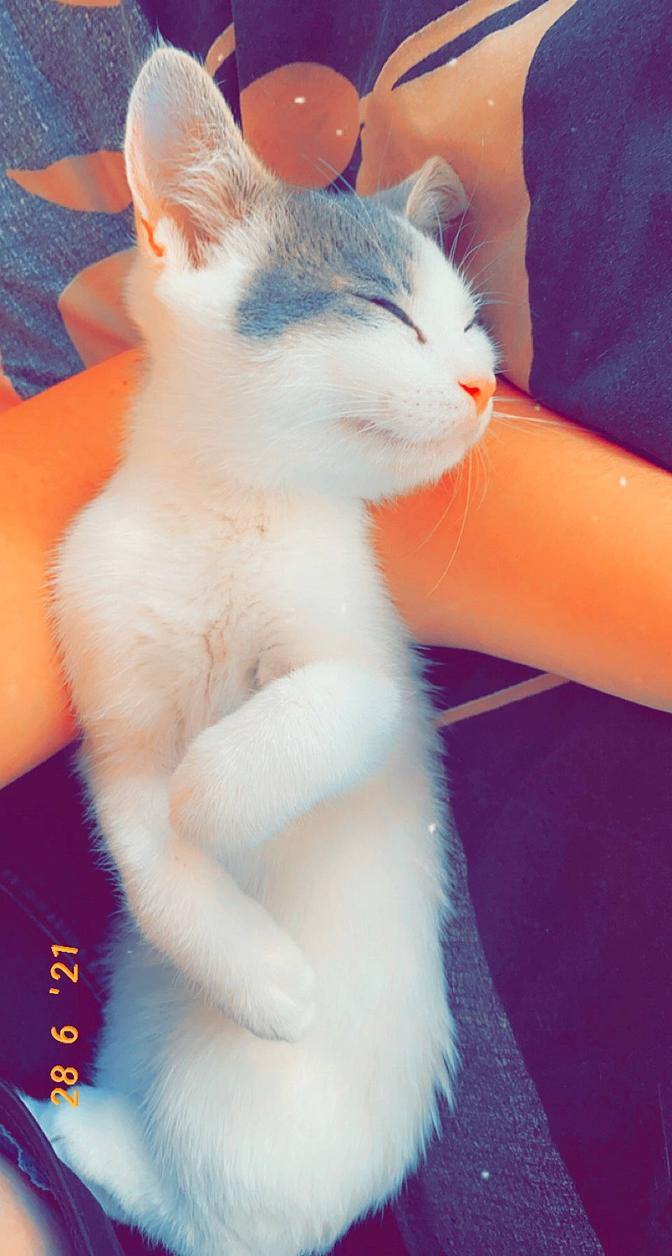 Bouby participe au concours pour gagner de l'argent avec cette photo : carnivore, cat, claw, comfort, domestic_short_haired_cat, ear, electric_blue, fawn, felidae, fur, gesture, nail, paw, small_to_medium_sized_cats, tail, whiskers