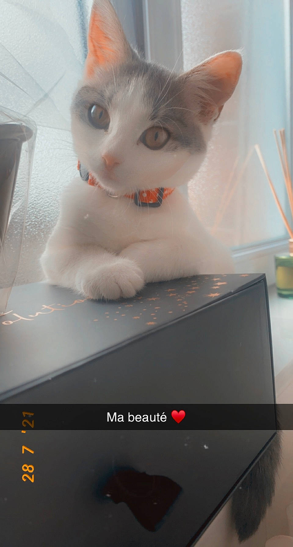 Bouby a rejoint le concours — aidez-le/la à gagner de superbes lots ! audio_equipment, box, cardboard, carnivore, carton, cat, domestic_short_haired_cat, fawn, felidae, fur, gadget, home_appliance, multimedia, output_device, packaging_and_labeling, paw, small_to_medium_sized_cats, snout, tail, whiskers