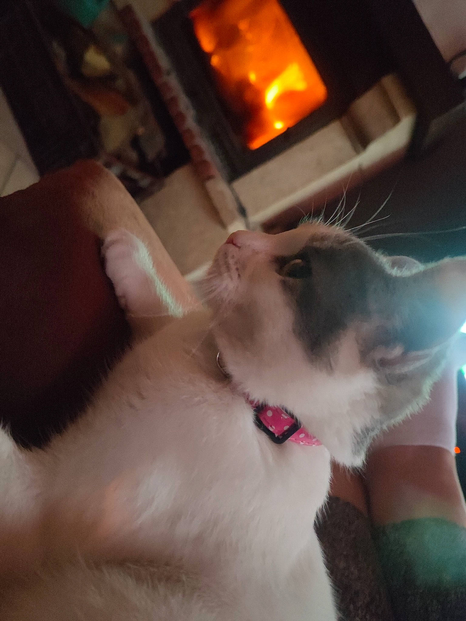 Bouby participe au concours pour gagner de l'argent avec cette photo : carnivore, cat, collar, comfort, companion_dog, domestic_short_haired_cat, ear, fawn, felidae, fire, fur, gas, heat, human_leg, paw, small_to_medium_sized_cats, snout, tail, whiskers, wood_burning_stove