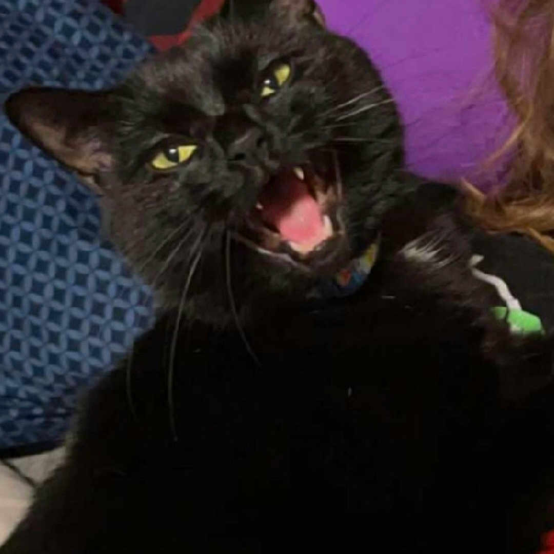 Salem is registered to the contest to win money with this photo: animal, blackcat, bodypart, cat, couch, cushion, egyptiancat, furniture, head, homedecor, indoors, kitten, mouth, panther, person, pet, teeth, tongue