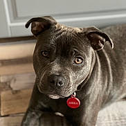 Anka a rejoint le concours — aidez-le/la à gagner de superbes lots ! dog, pet, canine, indoor, brown, floor, wooden_floor, collar, tag, portrait, looking, ears, fur, animal, companion, cute, resting, domestic_animal, mammal, house