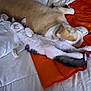 animal, bed, cat, comfort, companion, cozy, cuddle, cute, dog, domestic, friendship, fur, indoor, nap, orange, pet, relaxed, resting, sleeping, white