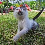 Misha participe au concours pour gagner de l'argent avec cette photo : kitten, cat, grass, outdoor, garden, flower, greenery, paw, pet, animal, cute, young, curious, nature, sunlight, feline, playful, small, whiskers, tail