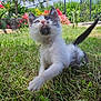 kitten, cat, grass, outdoor, garden, flower, greenery, paw, pet, animal, cute, young, curious, nature, sunlight, feline, playful, small, whiskers, tail