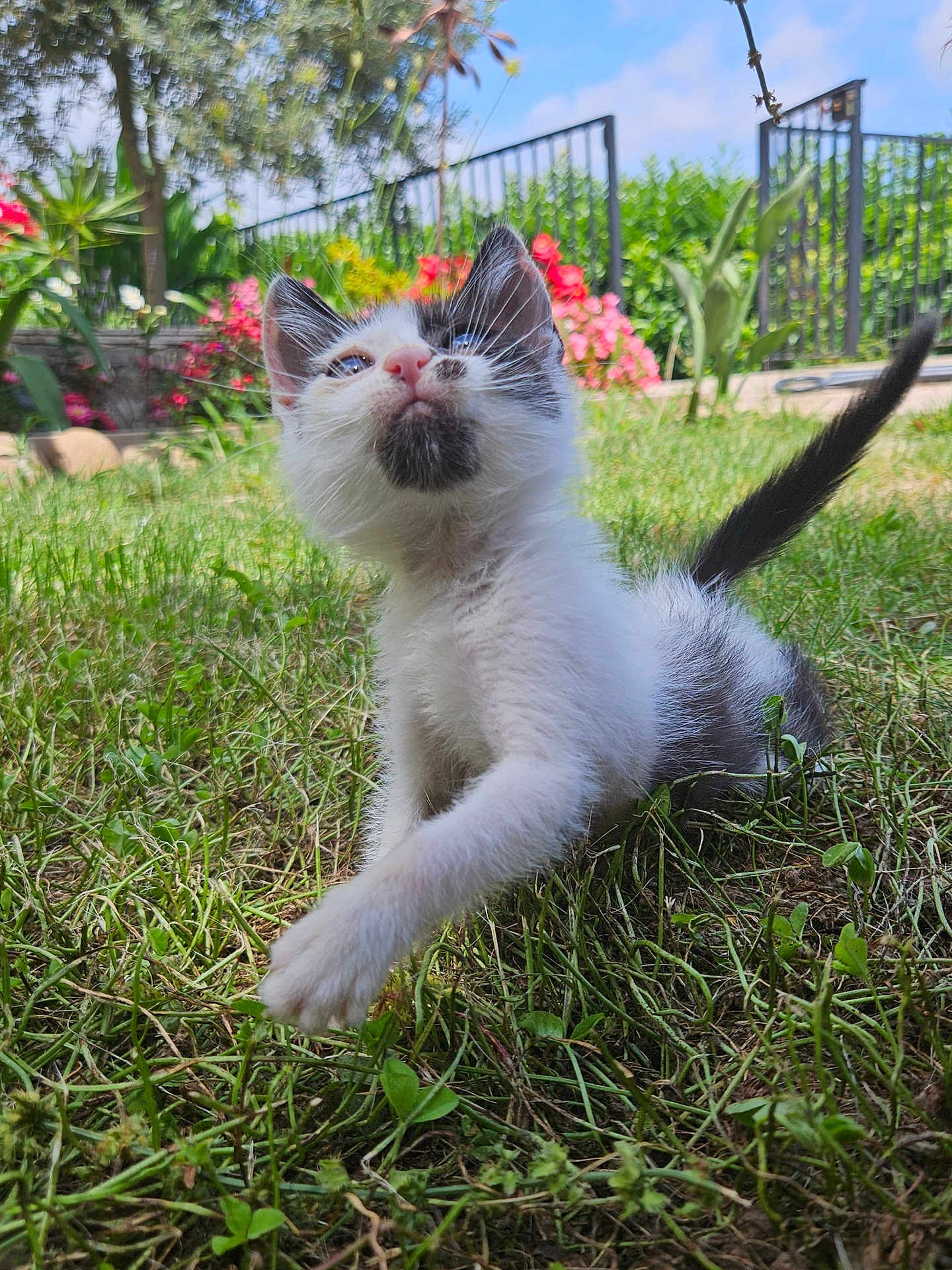 Misha participe au concours pour gagner de l'argent avec cette photo : kitten, cat, grass, outdoor, garden, flower, greenery, paw, pet, animal, cute, young, curious, nature, sunlight, feline, playful, small, whiskers, tail