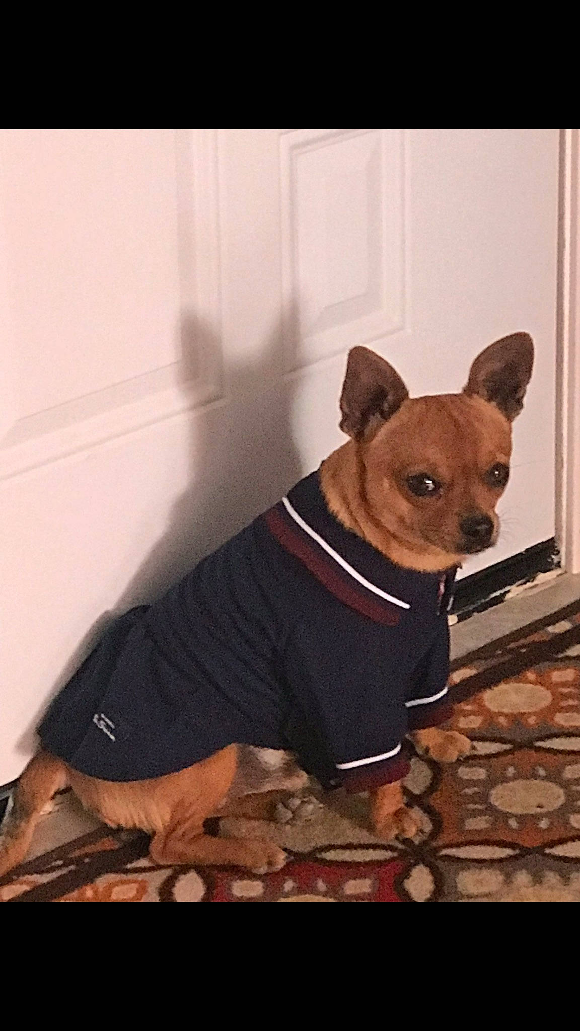 Guccio joined the competition — help win amazing prizes! canidae, carnivore, chihuahua, collar, companion_dog, dog, dog_breed, dog_clothes, dog_collar, dog_supply, fawn, fur, liver, pet_supply, prazsky_krysarik, snout, sporting_group, toy_dog, whiskers, working_animal