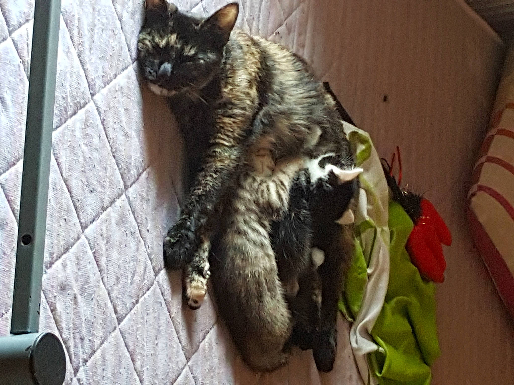 Nowak a rejoint le concours — aidez-le/la à gagner de superbes lots ! asian, california_spangled, carnivore, cat, claw, domestic_short_haired_cat, dragon_li, european_shorthair, felidae, fur, german_rex, kitten, mammal, polydactyl_cat, small_to_medium_sized_cats, snout, tabby_cat, tail, vertebrate, whiskers