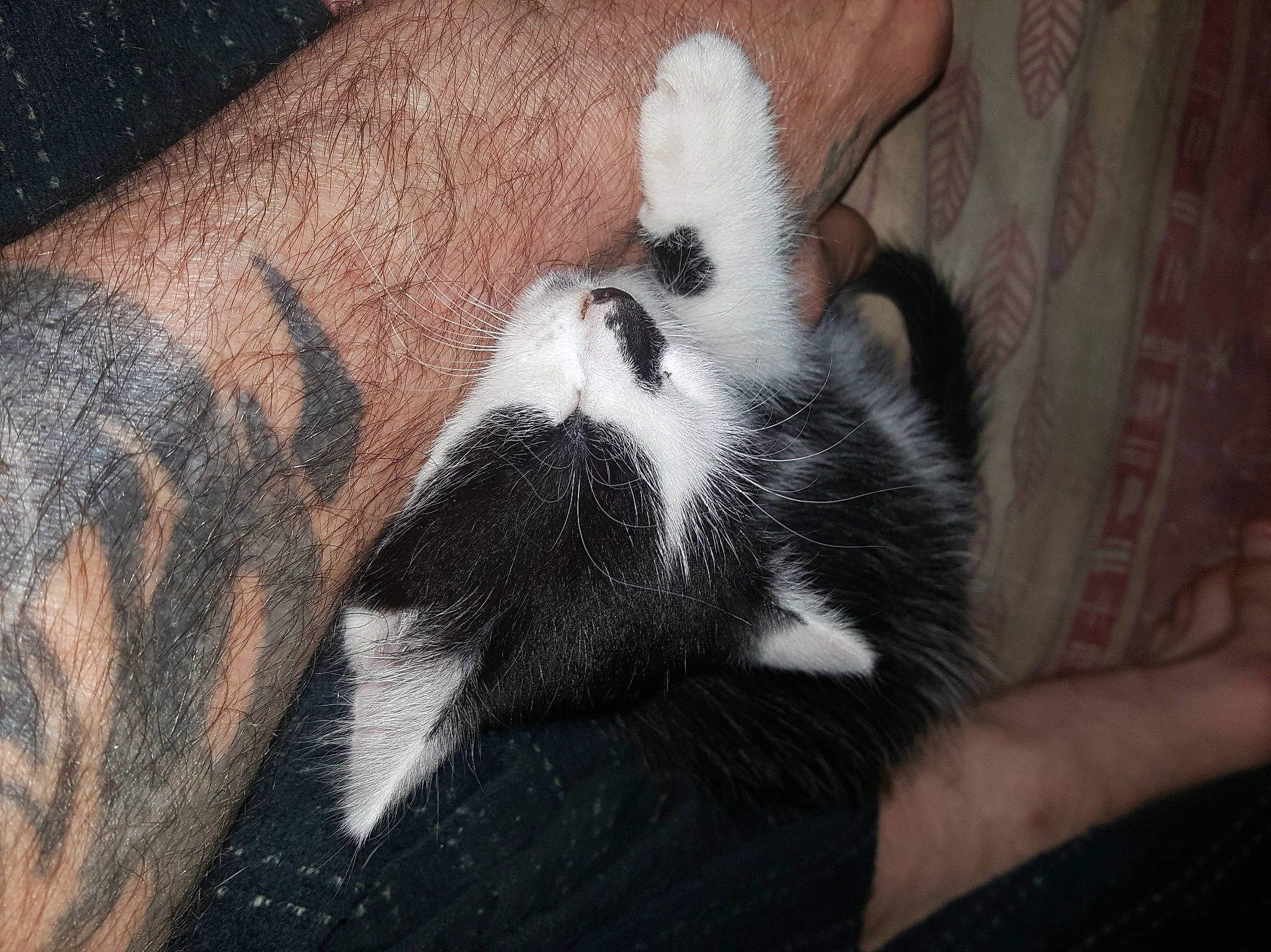 Nowak a rejoint le concours — aidez-le/la à gagner de superbes lots ! carnivore, cat, claw, ear, fur, hand, paw, snout, tail, whiskers