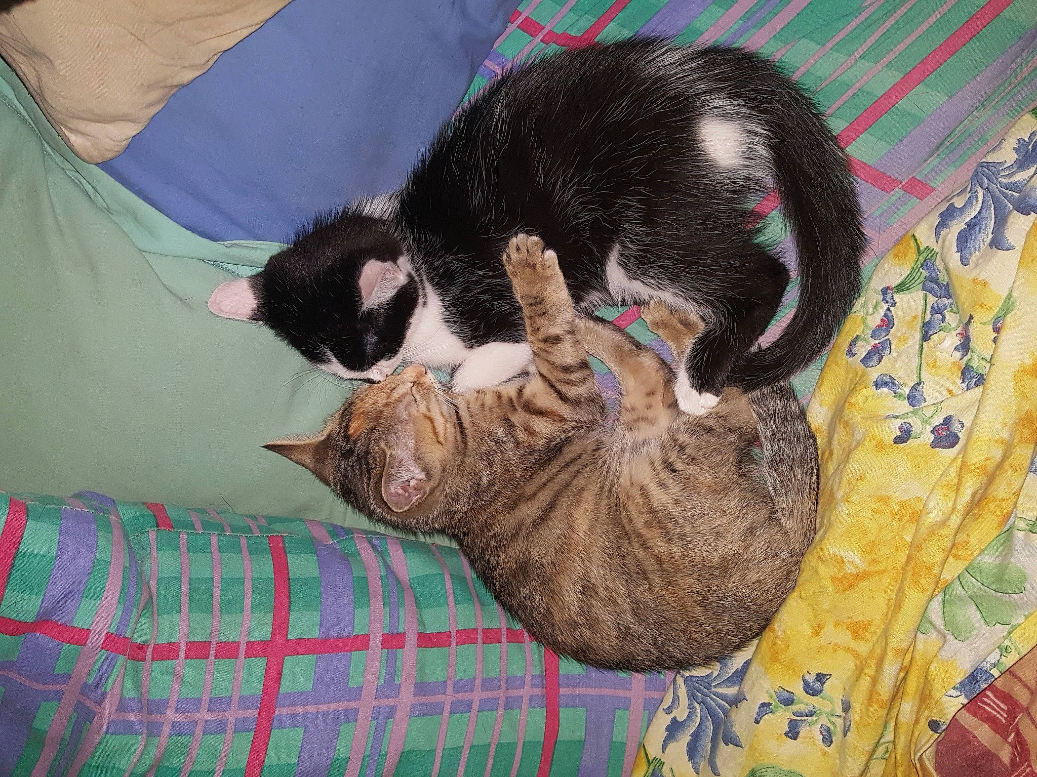 Nowak participe au concours pour gagner de l'argent avec cette photo : black_hair, carnivore, cat, domestic_short_haired_cat, ear, european_shorthair, felidae, fur, german_rex, kitten, nap, sleep, small_to_medium_sized_cats, tail, whiskers