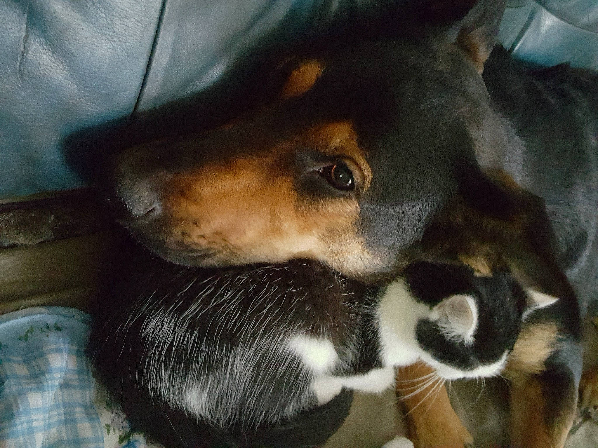 Nowak a rejoint le concours — aidez-le/la à gagner de superbes lots ! canidae, carnivore, dog, dog_breed, ear, german_pinscher, guard_dog, huntaway, mammal, miniature_pinscher, nose, pinscher, snout, vertebrate, whiskers