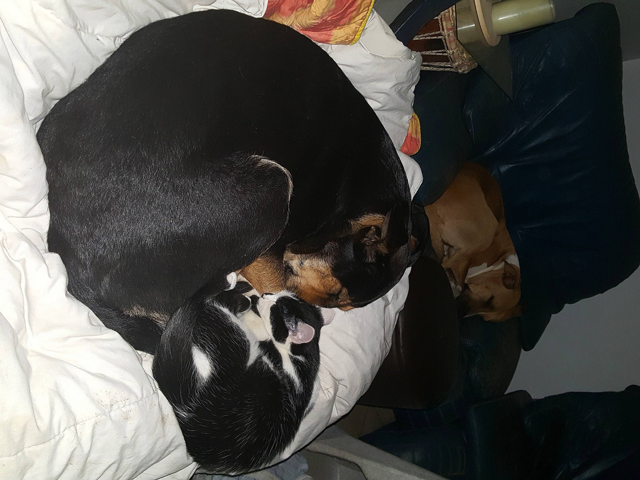 Kyra a rejoint le concours — aidez-le/la à gagner de superbes lots ! canidae, carnivore, companion_dog, dachshund, dobermann, dog, dog_breed, guard_dog, jagdterrier, miniature_pinscher, nap, pinscher, puppy, rottweiler, sleep, sporting_group