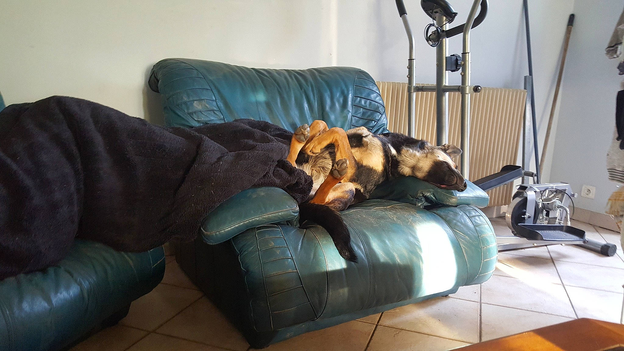 Kyra participe au concours pour gagner de l'argent avec cette photo : border_terrier, canidae, carnivore, comfort, companion_dog, couch, dog, dog_breed, furniture, interior_design, living_room, room