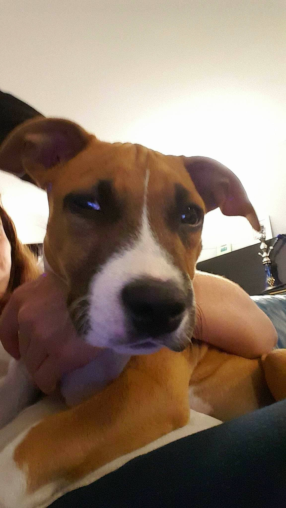 Kenza participe au concours pour gagner de l'argent avec cette photo : american_pit_bull_terrier, american_staffordshire_terrier, canidae, carnivore, dog, dog_breed, ear, fawn, feist, mammal, non_sporting_group, nose, potcake_dog, snout, vertebrate, whiskers