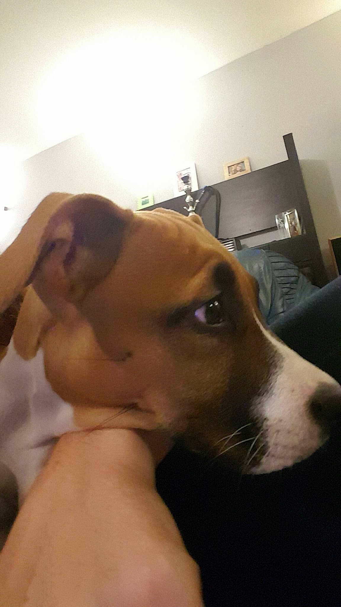 Kenza participe au concours pour gagner de l'argent avec cette photo : canidae, carnivore, dog, dog_breed, ear, fawn, head, nose, snout